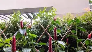 LG G3 LineageOS Camera 1080p Video!