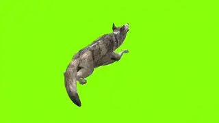talking wolf green screen।cartoon green screen।wolf green screen। green screen।ostad animation