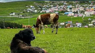 Ardahan - Damal #3