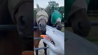 Shark puppet meets a sheep 🐑