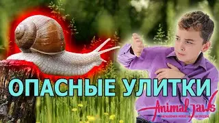 Нападения: Самые опасные и ядовитые улитки
