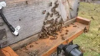 2024/1/25 Spring is buzzing around the yard.