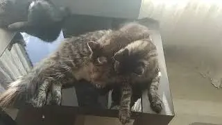 Котенок Мейн кун сосет молочко