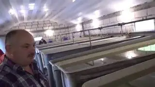 Разведение осетровых в фермерском хозяйстве 