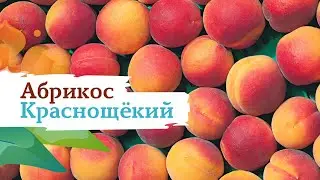 Абрикос Краснощекий