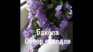 Бакопа. Красивое ампельное растение из семян.