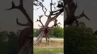 Why Do Deer Lose Their Antlers Every Year?