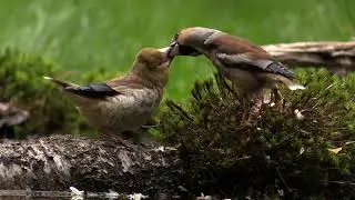 Appelvink voeren movie