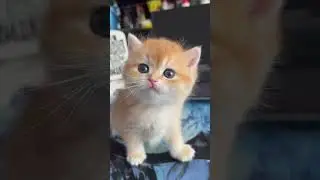 Британский котенок кошечка ny12