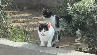 Cubelles farà un cens dels gats de carrer per redissenyar la gestió de les colònies felines