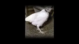 How Is This Chicken Alive Without A Head?