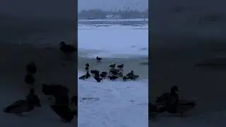 Птахи