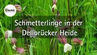 Schmetterlinge in der Dellbrücker Heide | BUND Köln