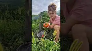 ось так і живемо #жизньвселе #село #семейныйканал #дача #урожай