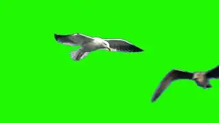 Animated Seagulls Flying Copyright Free Green Screen/Chroma Key