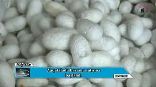 Zaqatalada barama satışına başlanılıb
