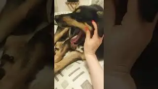 Берите собак из приюта - это любовь!! #приветиздома #собака #8марта
