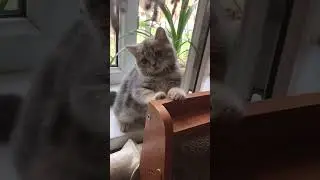 Милый котёнок играет с камерой