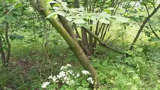 сад огород дача участок