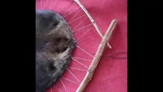 How to Bend Saplings for Hooping Beaver