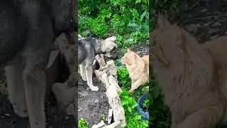 Я скромная мне бы ЯБЛОЧКО #юмор#смешные котики#кот
