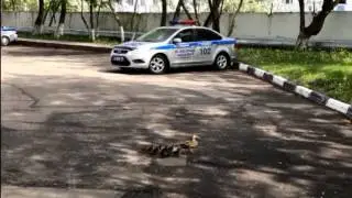 Утка с утятами пришла в полицию на севере Москвы