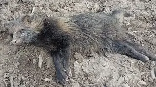 Невиданный зверёк умирает😭