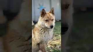 Деревенские дела
