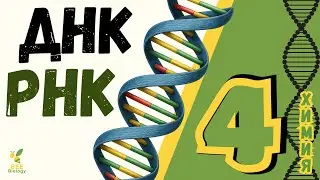 ДНК и РНК  • нуклеиновые кислоты  • строение и функции