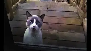 FUNNY TALKING CAT