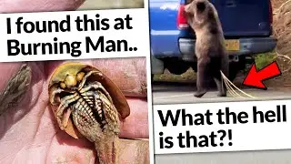 The Truth Behind the Viral Burning Man Creature & TikTok's 