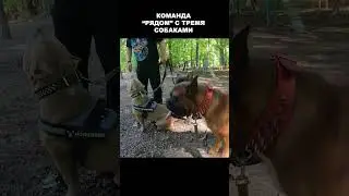 Тренировка сразу ТРЕХ собак! Команда рядом! Советы кинолога / Собачий колдун