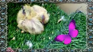 Cute pigeon kids