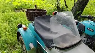 Урожай борщевика)) Лисички!!!