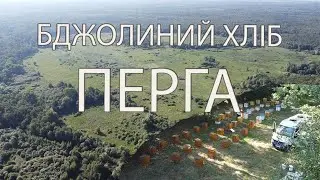 [VLOG] ➤ ПЕРГА | Збираємо пергу ➤ Пасіка | Нове Місце | Міняю Маток