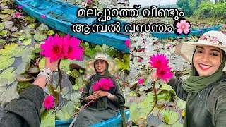 മലപ്പുറത്ത് വീണ്ടും ആമ്പൽ വസന്തം 🌸Cherumukku ambal padam visit  / water lilly kerala  #vuralvideo 