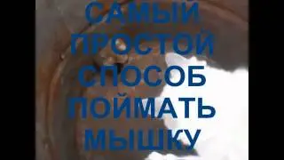 КАК ПОЙМАТЬ МЫШКУ