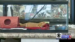 Bearded Dragon found in Idaho Falls Shelter looking for owner