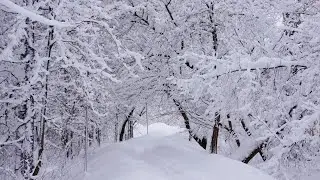 Слушайте звук #снег #зима снег в Ташкенте