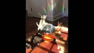 Коты. котята и диско шар Cats. Kittens and disco ball