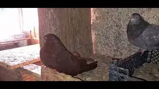 Кормим голубят.