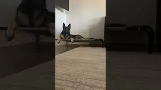 Leo on place