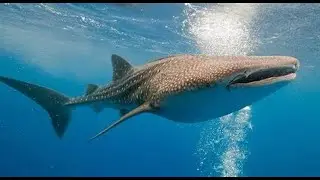WHALESHARK