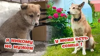 BOX puppy becomes HUGE 2 years later!