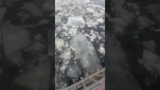Лёд с Ладоги по Неве пошёл!