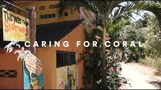 Caring For Coral
