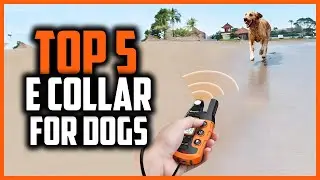 ✅ Top 5 Best E Collar for Dogs in 2024
