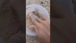 the pets spider