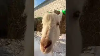 Зимние прогулки с козами 😌