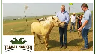 Tamme nimmt Pony die Angst: Kann er es jetzt behandeln? | Tamme Hanken | Kabel Eins